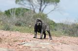 CANE CORSO 307